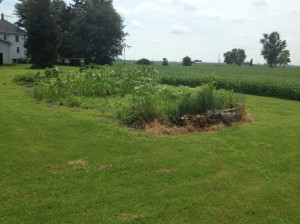 A Tour of Our Summer Garden